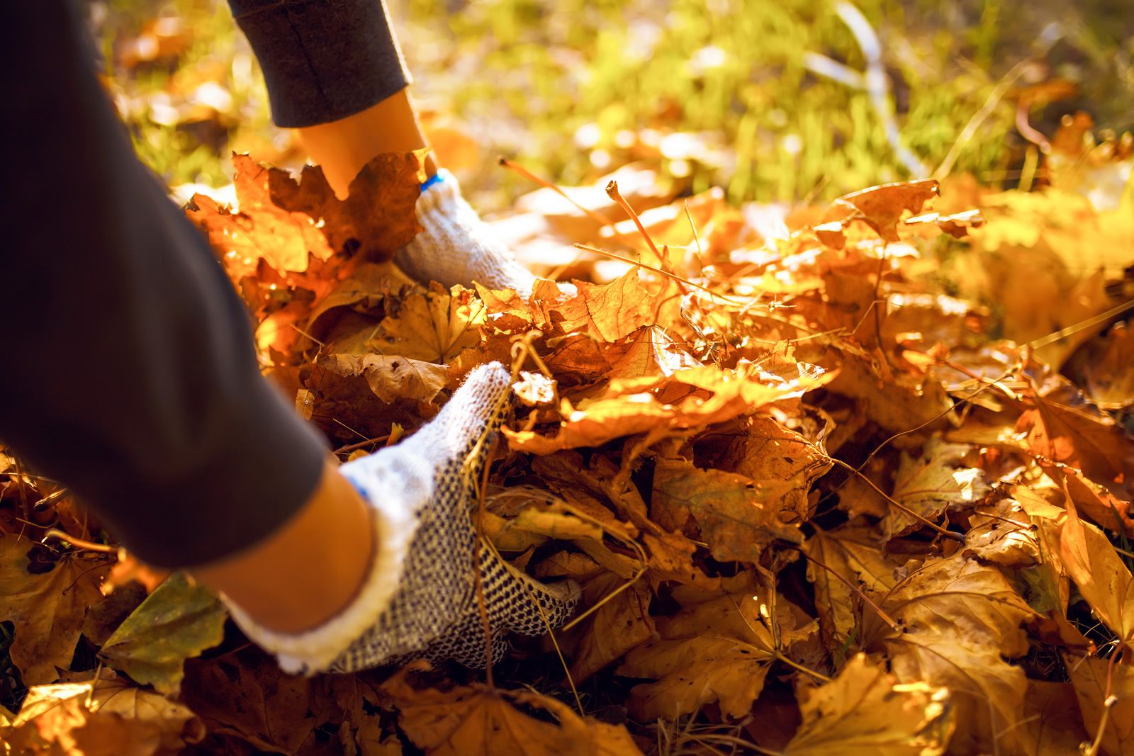 Gathering Leaves