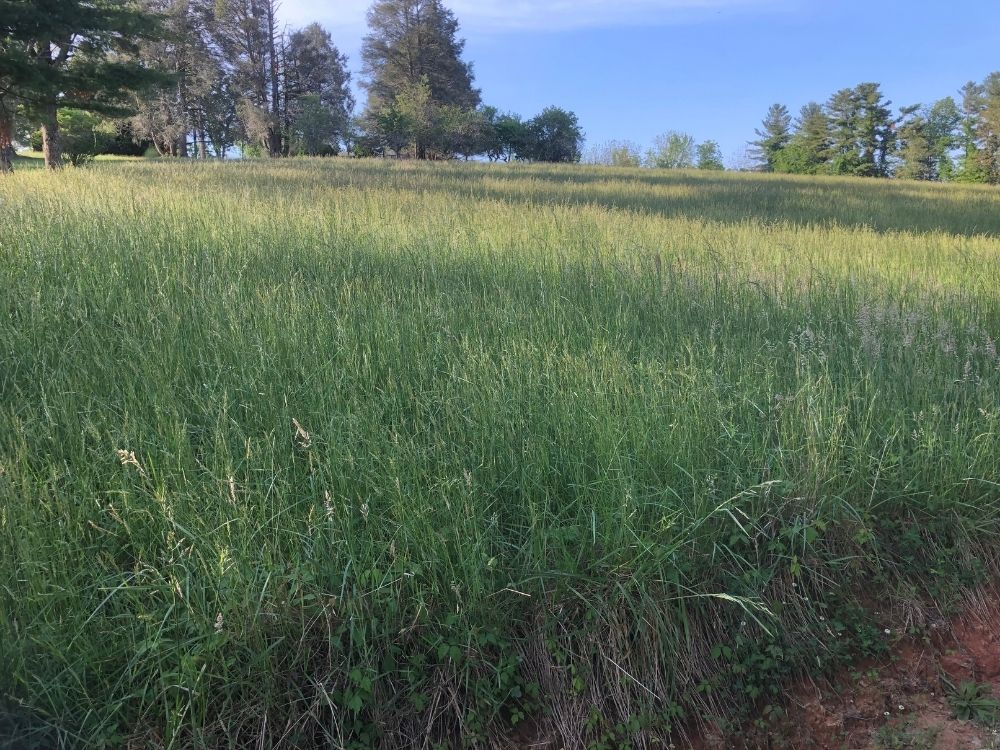 field before flood