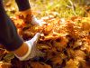 Gathering Leaves